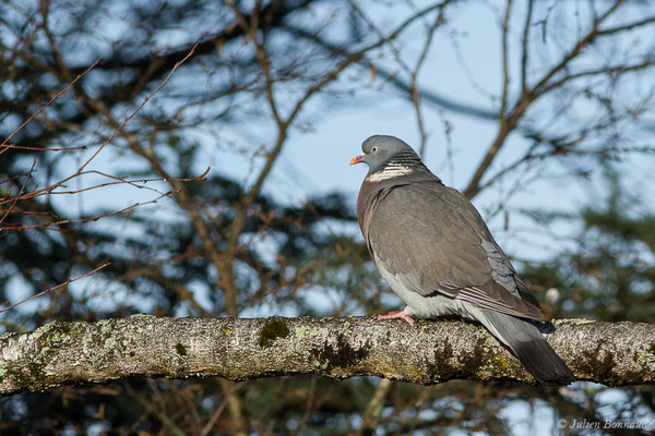 Pigeon ramier — Columba palumbus Linnaeus, 1758, (Pau (64), France, le 29/12/2019)