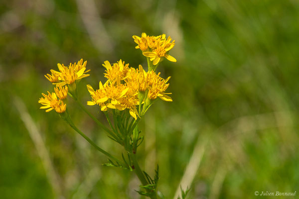 Séneçon à feuille d’adonis — Jacobaea adonidifolia (Loisel.) Mérat, 1812, (lac d'Ayous, Laruns (64), France, le 13/07/2019)