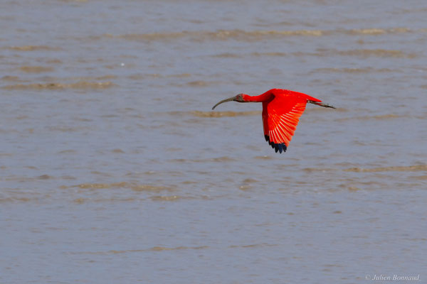 Ibis rouge — Eudocimus ruber (Linnaeus, 1758), (Dégrad des Cannes, Remire-Montjoly, Guyane, le 16/04/2017)