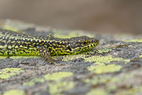 Lézard de Galan — Iberolacerta galani Arribas, Carranza & Odierna, 2006, (Parc naturel du lac de Sanabria (Zamora), Espagne), le 06/07/2022)