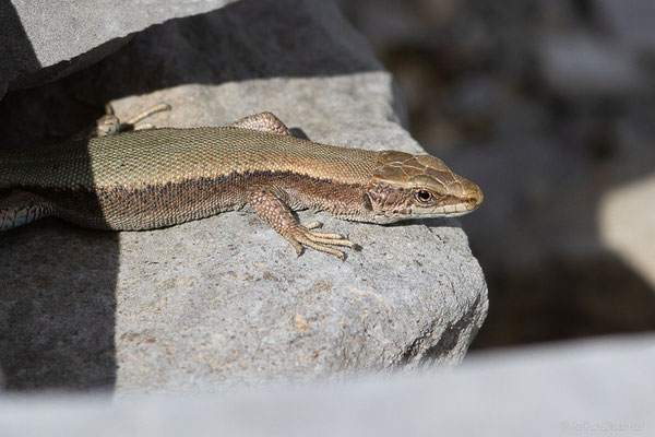 Lézard de Bonnal — Iberalacerta bonnali (Lantz, 1927)