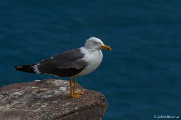 Goéland brun — Larus fuscus Linnaeus, 1758, (Cap Fréhel, Plévenon (22), France, le 06/07/2021)