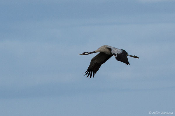Grue cendrée – Grus grus (Linnaeus, 1758), (réserve des barthes de Saint-Martin-de-Seignanx (64), France, le 19/01/2019)
