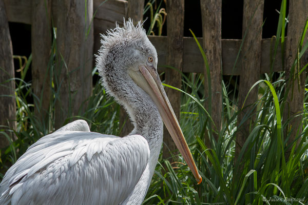 Pélican frisé — Pelecanus crispus Bruch, 1832, (Par animalier des Pyrénées, Argelès-Gazost (65), France, le 30/05/2021)