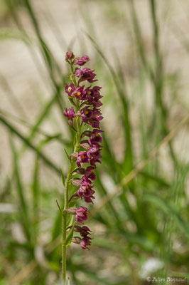 Épipactis rouge sombre — Epipactis atrorubens (Hoffm.) Besser, 1809