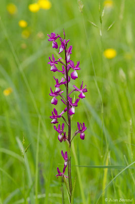 Orchis à fleurs lâches — Anacamptis laxiflora (Lam.) R.M.Bateman, Pridgeon & M.W.Chase, 1997