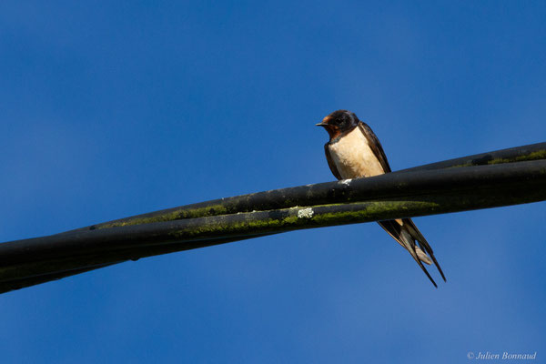Hirondelle rustique — Hirundo rustica Linnaeus, 1758