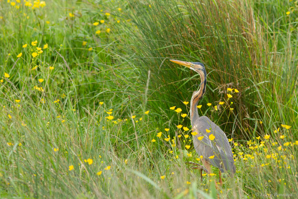 Héron pourpré — Ardea purpurea Linnaeus, 1766, (Braud-et-Saint-Louis (33), France, le 09/05/2019)