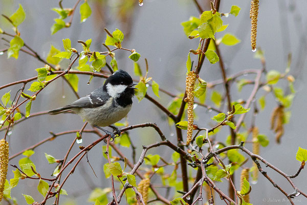 Mésange noire — Periparus ater (Linnaeus, 1758), (Etsaut (64), France, le 20/04/2022)