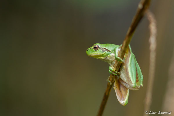 Rainette méridionale — Hyla meridionalis Böttger, 1874, (Ger (64), France, le 08/10/2017)