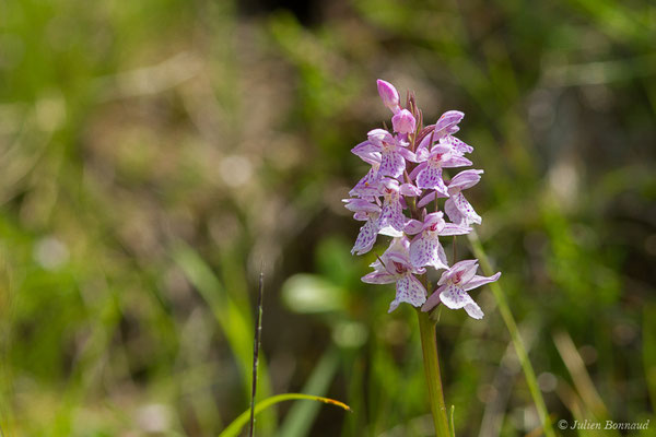Dactylorhize tacheté — Dactylorhiza maculata (L.) Soó, 1962,