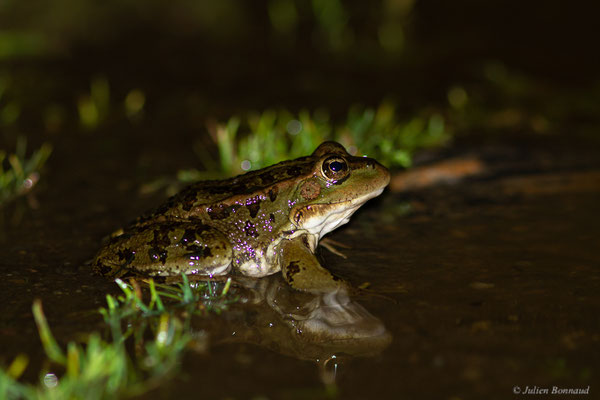 Grenouille de Pérez — Pelophylax perezi (Seoane, 1885), (Parc naturel du lac de Sanabria (Zamora), Espagne, le 05/07/2022)