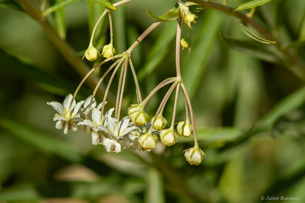 Gomphocarpe ligneux, Asclépiade ligneuse — Gomphocarpus fruticosus (L.) R.Br., 1809, (Tétouan (Tanger-Tétouan-Al Hoceïma), Maroc, le 27/09/2023)