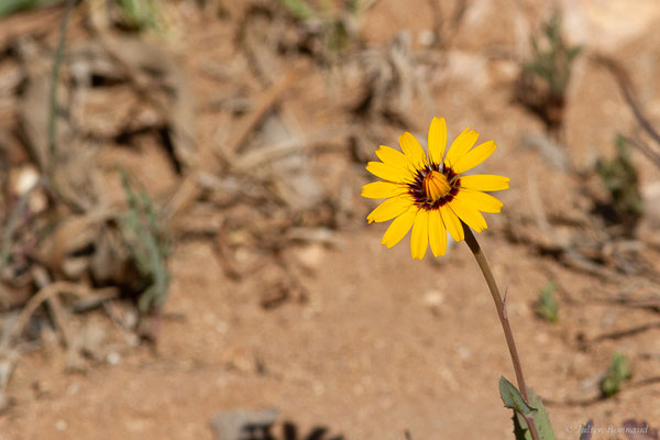 Reichardie de Tanger — Reichardia tingitana (L.) Roth, 1787, (Laazib (Guelmim-Oued Noun), Maroc, le 30/01/2023)