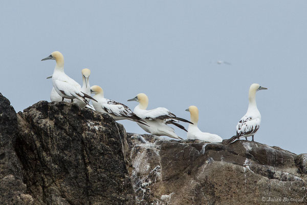 Fou de Bassan – Morus bassanus (Linnaeus, 1758), (Réserve naturelle nationale des Sept-Îles, Perros-Guirec (22), France, le 05/07/2021)
