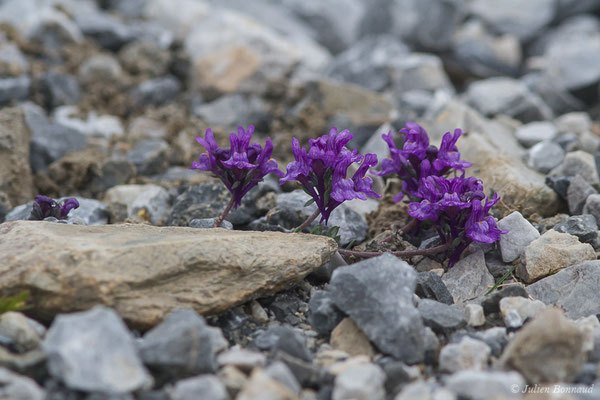 Linaire des Alpes — Linaria alpina (L.) Mill., 1768, (Station de ski de Gourette, Eaux Bonnes (65), France, le 15/06/2020)