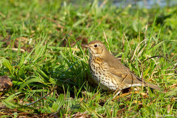 Grive musicienne — Turdus philomelos Brehm, CL, 1831, (Réserve naturelle d'Osinbiribil, Irun (Pays Basque), Espagne, le 12/12/2021)