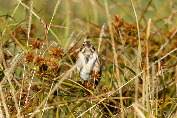 Bruant des roseaux — Emberiza schoeniclus (Linnaeus, 1758), (Dax (40), France, le 15/12/2022)