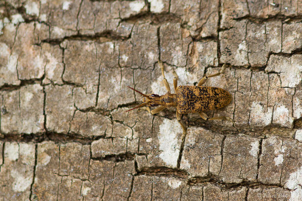 Rhagie délatrice ou Rhagie sycophante (Rhagium sycophanta) (Pau (64), France, le 16/04/2020)