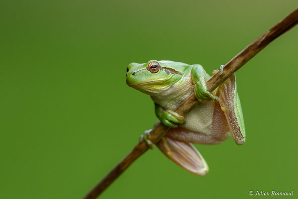 Rainette méridionale – Hyla meridionalis Böttger, 1874, (Ger (64), France, le 08/10/2017)
