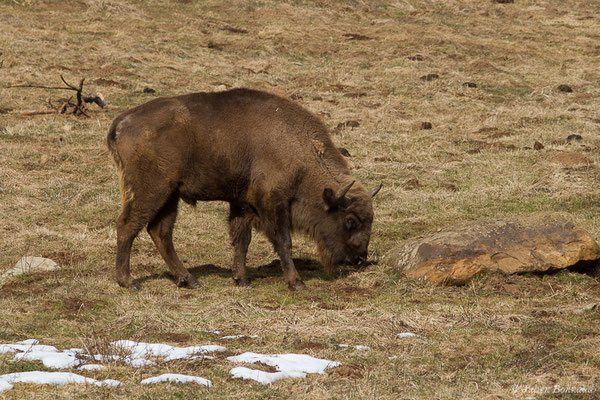 Bison d'Europe – Bison bonasus (Linnaeus, 1758), (Parc faunistique Lacuniacha, Huesca, Espagne, le 09/02/2020)