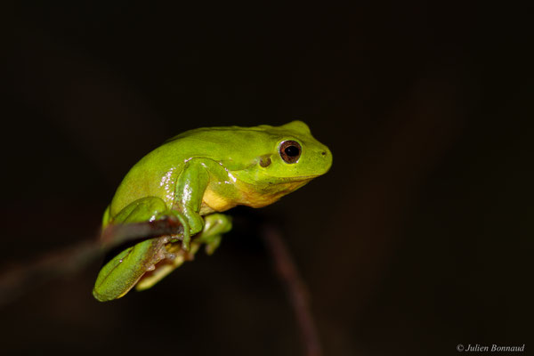 Rainette méridionale — Hyla meridionalis Böttger, 1874