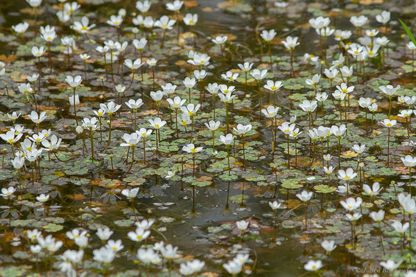 Renoncule blanche — Ranunculus ololeucos J.Lloyd, 1844