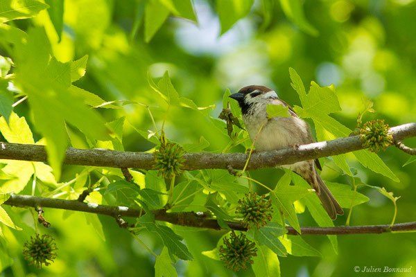 Moineau friquet – Passer montanus (Linnaeus, 1758), (mâle adulte) (Guiche (64), France, le 19/05/2020)