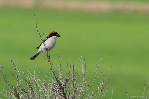 Pie-grièche à tête rousse — Lanius senator Linnaeus, 1758, (Bardenas Real, Arguedas (Aragon), Espagne, le 09/06/2022)