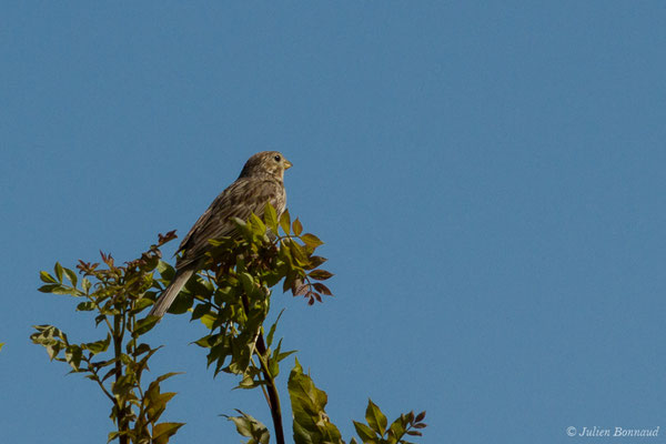 Bruant proyer — Emberiza calandra Linnaeus, (Saint-Thomas-de-Conac (17), France, le 21/06/2018)
