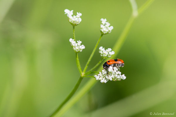 Clytre des saules (Clytra laeviuscula) (Ibos (65), France, le 09/06/2020)