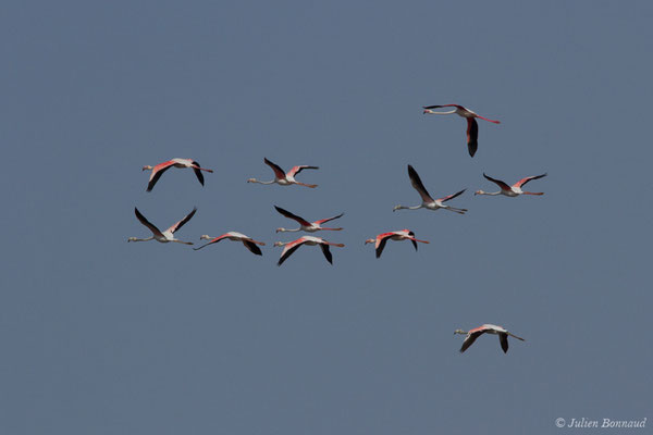Flamant rose – Phoenicopterus roseus Pallas, 1811, (Ria Formosa (Faro), (Algarve), Portugal, le 01/09/2018)