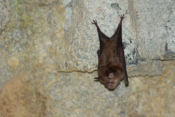 Grand rhinolophe – Rhinolophus ferrumequinum (Schreber, 1774), (Bidarray (64), France, le 17/08/2022)