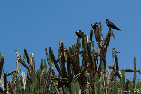 Frégate superbe — Fregata magnificens Mathews, 1914, (Île du Grand Connétable, Guyane, le 09/08/2017)