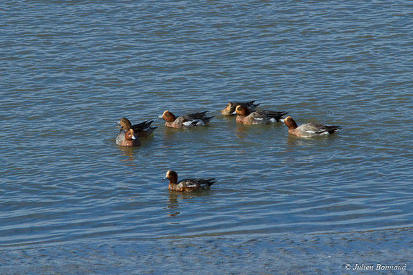 Canard siffleur — Anas penelope (Linnaeus, 1758), (Baie de Saint-Brieuc, Hillion (22), France, le 24/11/2017)