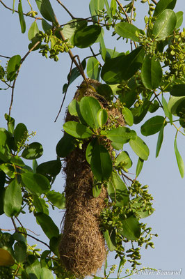 Oriole jaune (Icterus nigrogularis) (adulte) (Ponton des pêcheurs, Kourou, le 25/01/2017)
