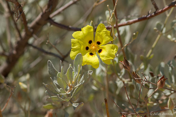 Hèlianthème à feuilles d'Hélianthème ou Ciste jaune – Cistus halimifolius L., 1753, (Parc national de Doñana, El Rocio (Andalousie), le 05/08/2020)