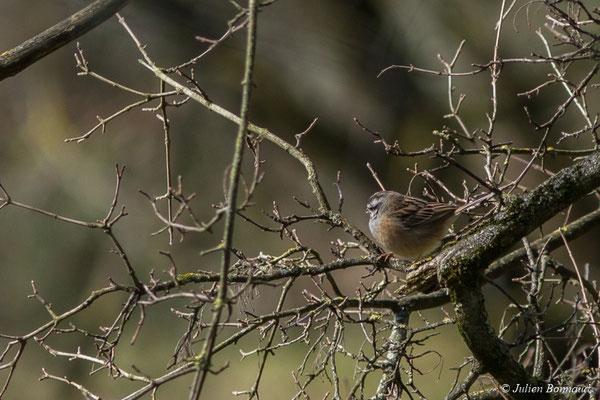 Bruant fou — Emberiza cia Linnaeus, 1766, (mâle en plumage nuptial) (Agos-Vodalos (65), France, le 03/03/2018)