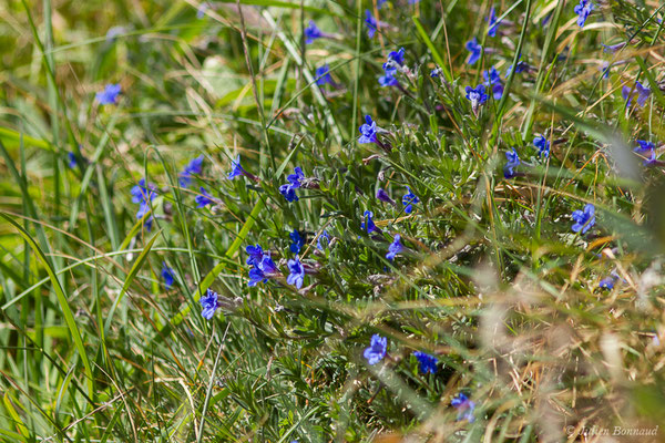 Grémil bleu-pourpre, Thé d'Europe — Aegonychon purpurocaeruleum (L.) Holub, 1973, (Domaine d'Abbadia, Hendaye (64), France, le 14/04/2021)