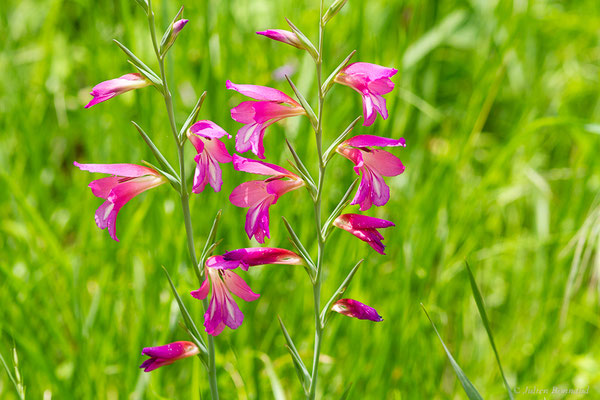 Glaïeul des moissons — Gladiolus italicus Mill., 1768