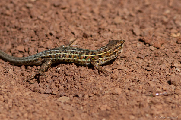 Psammodrome d'Edwards — Psammodromus edwarsianus (An. Dugès, 1829)