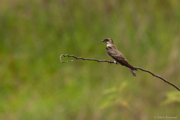 Hirondelle tapère — Progne tapera (Linnaeus, 1766)
