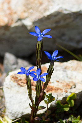 Gentiane des neiges — Gentiana nivalis L., 1753, (Station de ski de Gourette, Eaux Bonnes (65), France, le 29/07/2020)