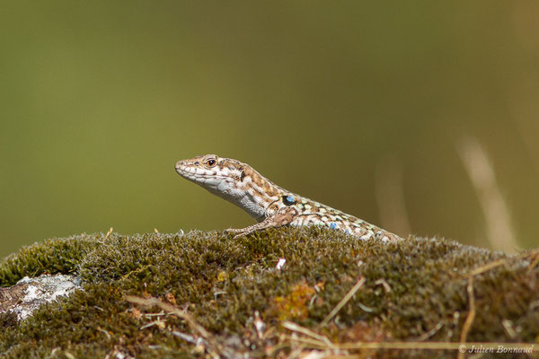 Lézard tyrrhénien — Podarcis tiliguerta (Gmelin, 1789)