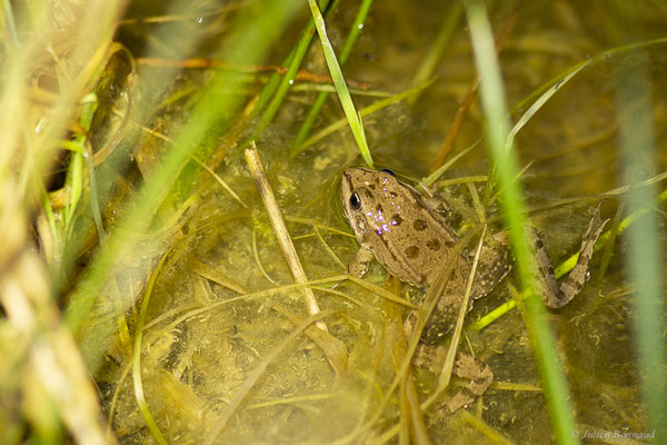 Grenouille de Graf — Pelophylax kl. grafi (Crochet, Dubois, Ohler & Tunner, 1995)