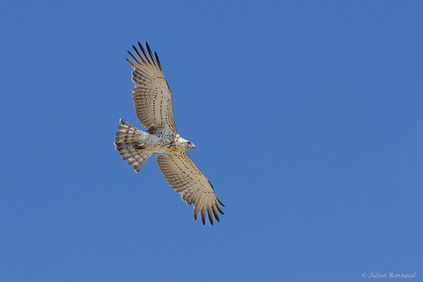 Circaète Jean-le-blanc — Circaetus gallicus (Gmelin, JF, 1788), (Pitillas (Navarre), Espagne, le 15/07/2023)