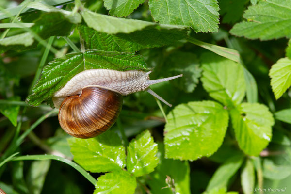 Escargot de Bourgogne — Helix pomatia Linnaeus, 1758