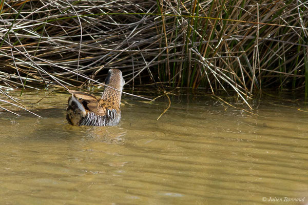 Râle d'eau — Rallus aquaticus Linnaeus, 1758, (réserve ornithologique du Teich (33), France, le 23/05/2021)