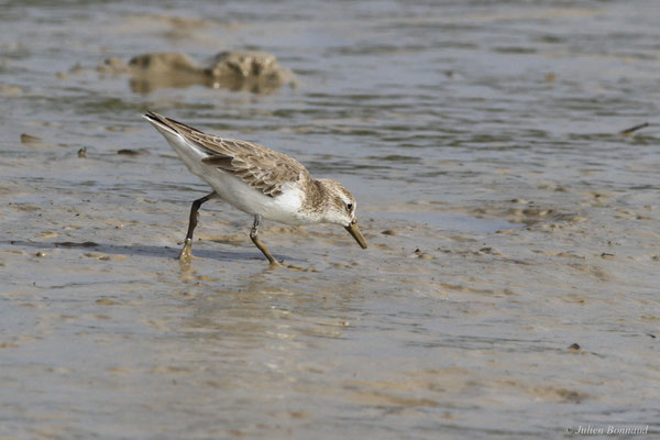 Bécasseau semipalmé — Calidris pusilla (Linnaeus, 1766), (adulte, plumage internuptial), (dégrad des Cannes, Guyane, le 17/11/2015)