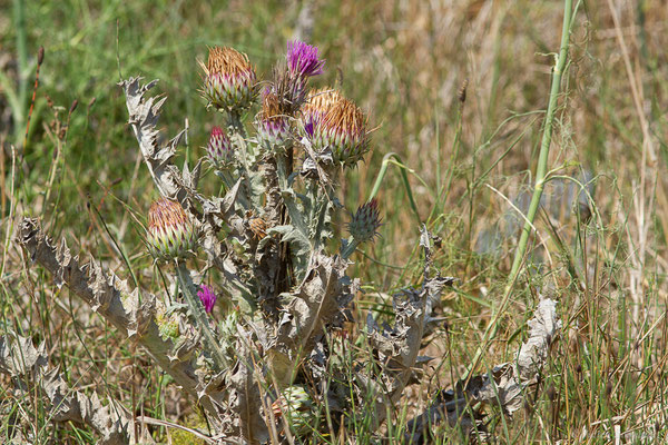 Onopordon d'Illyrie — Onopordum illyricum L., 1753, (Castelló d'Empúries (Catalogne), Espagne, le 13/07/2023)